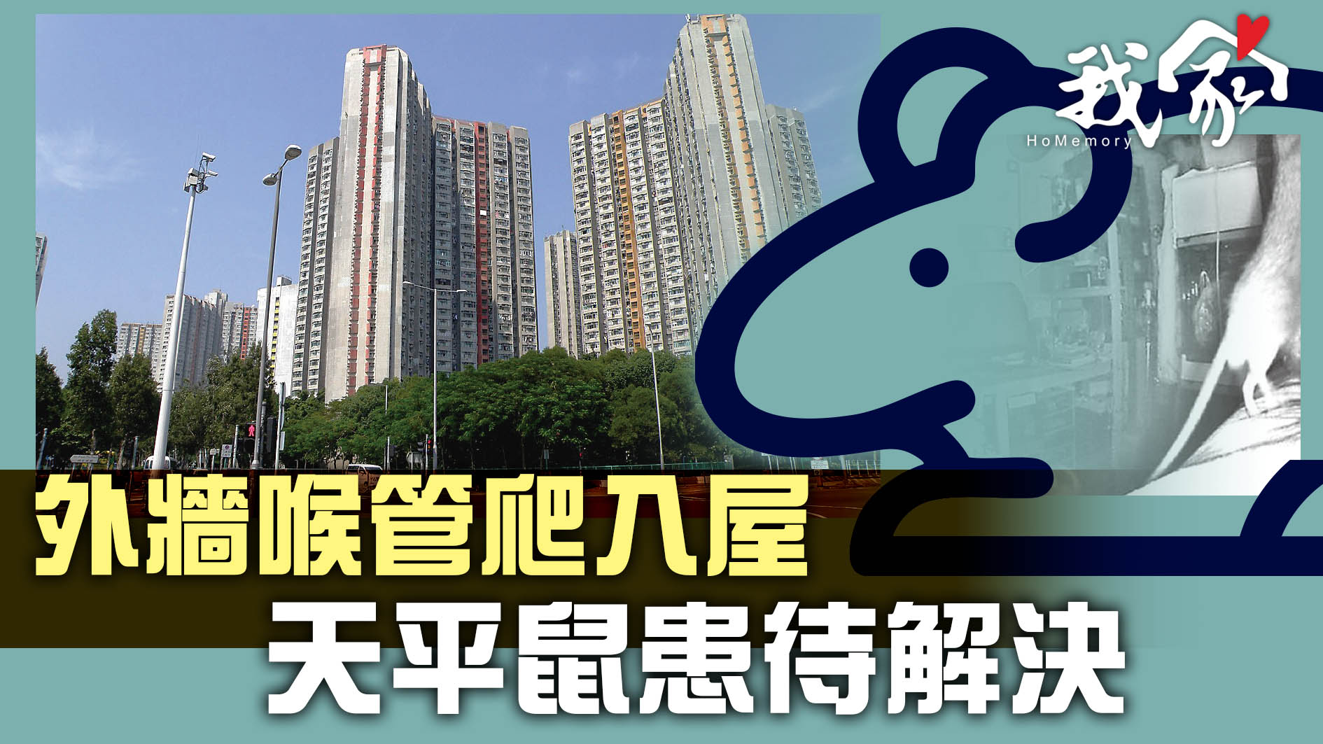 (大埔北區)外牆喉管爬入屋  天平鼠患待解決